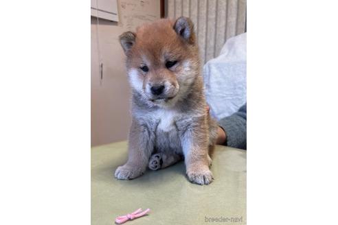 成約済の埼玉県の柴犬-164683の2枚目